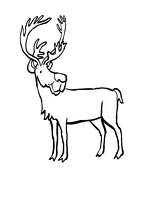 coloriage renne du pere noel